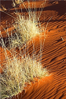 卡拉哈里沙漠