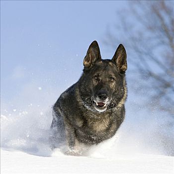 阿尔萨斯狼狗,雪中