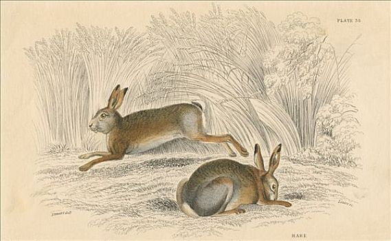 野兔,欧洲野兔,艺术家,未知