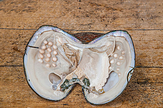 湖南长沙靖港古镇的牡蛎珍珠贝