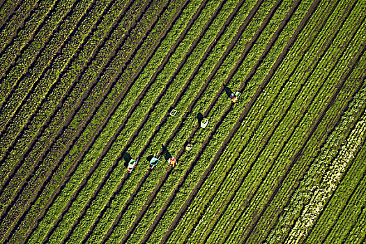 工人,蔬菜采摘,靠近,南,奥克兰,北岛,新西兰