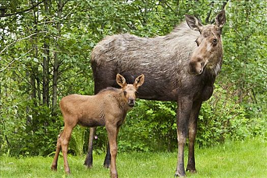 诞生,驼鹿,幼兽,母亲,饲料,住宅,后院,阿拉斯加,夏天
