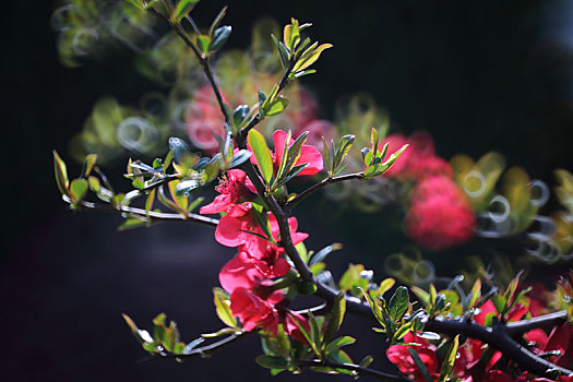 春天里的海棠花