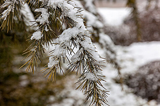 雪,下雪,植物