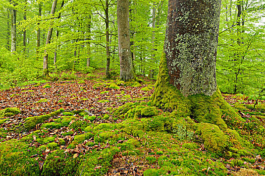 树林,春天,雨,施佩萨特,巴伐利亚,德国