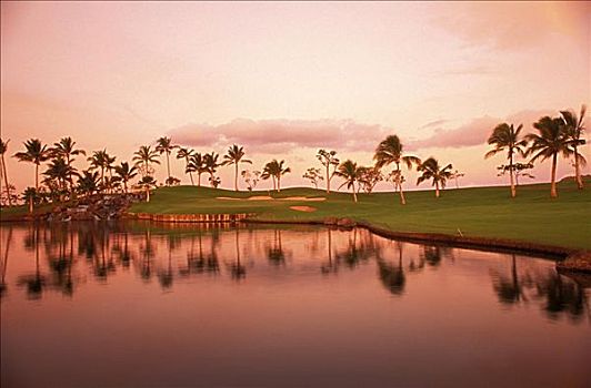 夏威夷,瓦胡岛,高尔夫,棕榈树,反射,水塘,粉色,色调,竞争