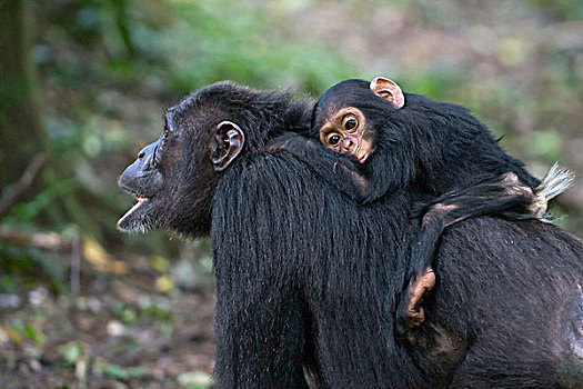 黑猩猩,类人猿,1岁,幼仔,骑,背影,树林,小路,西部,乌干达