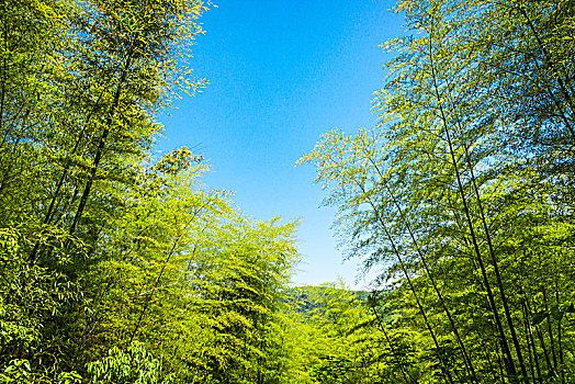 竹林,岚山,京都,日本