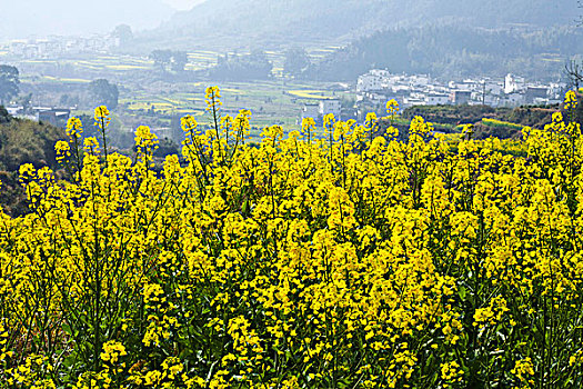 婺源,春天,油菜花,徽派,建筑,江岭,风情,风景,风光,乡村,民居