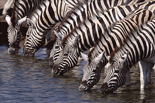 白氏斑马,斑马,喝,水坑,埃托沙国家公园,纳米比亚