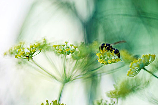 花粉,黄花