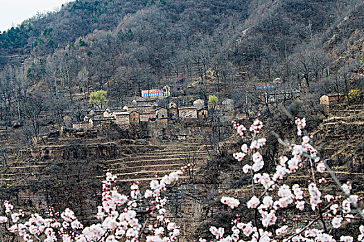 太行山,山村,悬崖,杏花,春天,民居