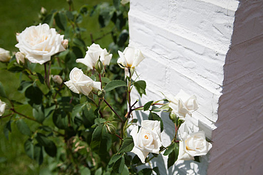 白色,藤蔓玫瑰
