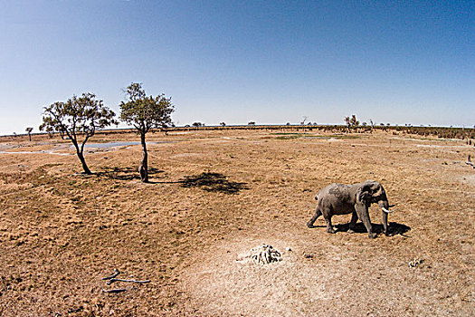 非洲,博茨瓦纳,乔贝国家公园,航拍,大象,非洲象,走,萨维提,草地,奥卡万戈三角洲