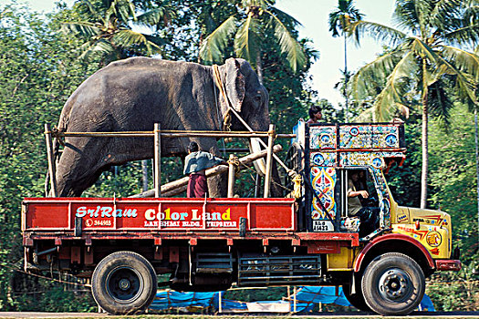 大象,装载,卡车,节日,靠近,喀拉拉,南印度,印度,亚洲