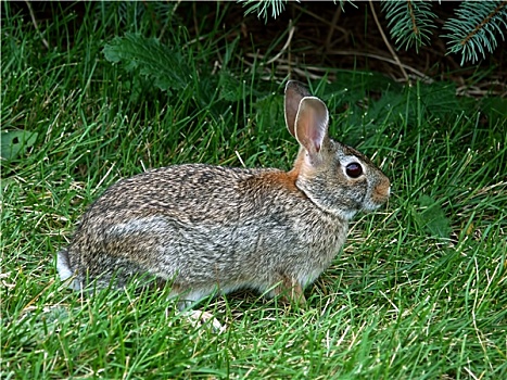 东部棉尾兔,兔子