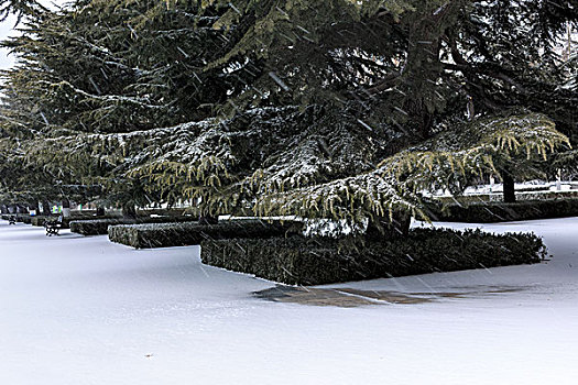 公园雪景