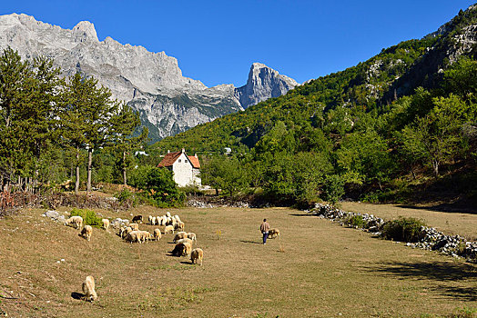 牧人,绵羊,山谷,国家公园,阿尔巴尼亚,阿尔卑斯山,欧洲
