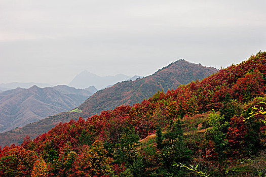 大山红叶