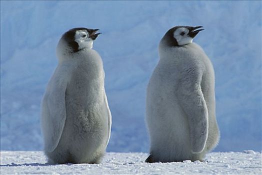 帝企鹅,幼禽,喘气,温暖,天气,威德尔海,南极