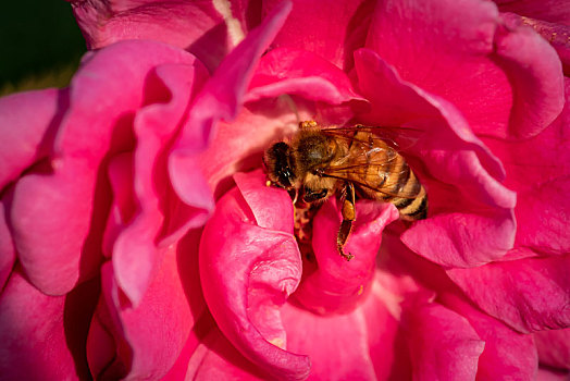 月季花中的蜜蜂
