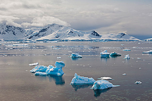 漂浮,冰,天堂湾,南极半岛,南极