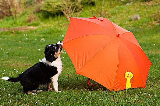 博德牧羊犬,三色,小动物,玩,橙色,伞