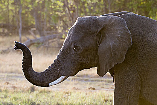 大象,非洲象,象鼻,奥卡万戈三角洲,博茨瓦纳
