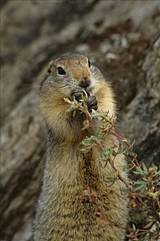 北极松鼠,吃草,种子,夏天,德纳里国家公园