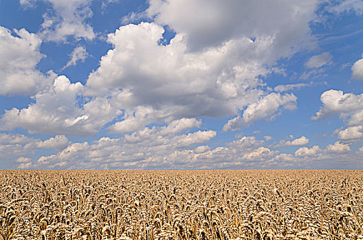 麦田,小麦,就绪,丰收,蓝天,积云,北莱茵威斯特伐利亚,德国,欧洲