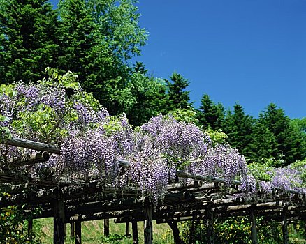 日本,紫藤,花