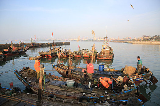 山东省日照市,清晨六点的渔码头繁忙有序,渔民趁着满潮准备出海捕鱼