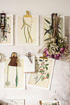 木板上夹着的植物装饰画和干花