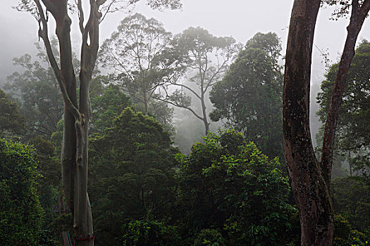 树,雾气,丹侬谷,马来西亚