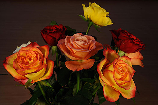 彩色,玫瑰,粉色,花束,橙色,红色,德国,欧洲