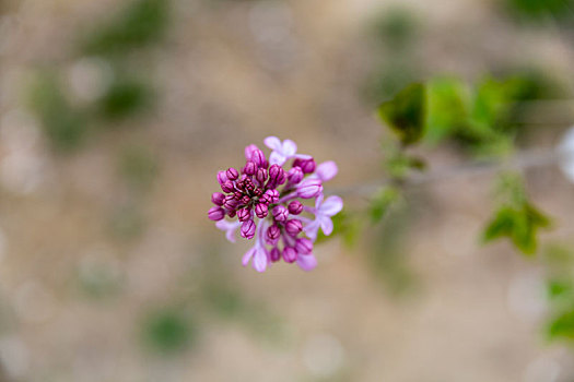 榆叶梅,丁香花