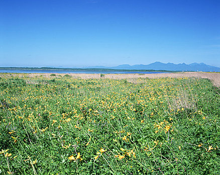 黄花菜