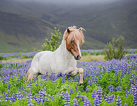 冰岛马,跑,地点,纯种动物,夏天,盛开,羽扇豆属植物,冰岛