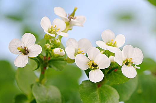 花,豆瓣菜