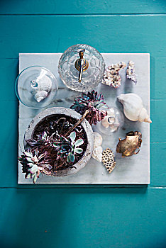 多汁植物,瓶子,海螺壳,大理石,瓷砖