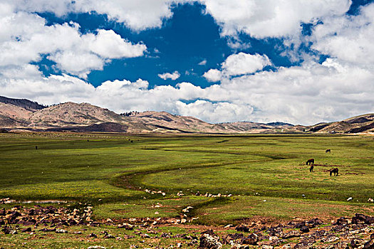 高原,马,骡子,大阿特拉斯山,摩洛哥,非洲
