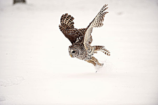 横斑林鸮,抓住,老鼠,雪,安大略省,加拿大,冬天