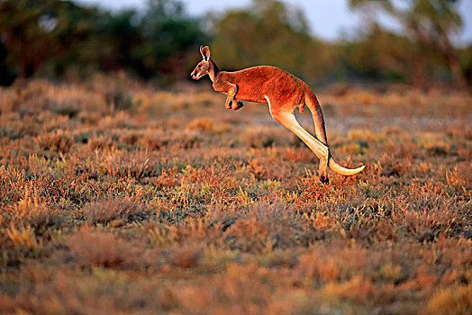 红袋鼠,成年,雄性,跳跃,夜光,国家公园,新南威尔士,澳大利亚,大洋洲