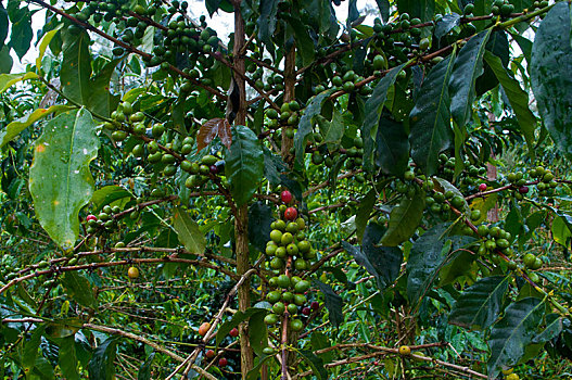 咖啡,阿拉伯咖啡,植物,靠近,哈根,西高地,省,巴布亚新几内亚,大洋洲