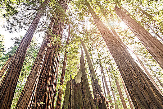木头,加利福尼亚,美国