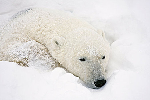 北极熊,睡觉,丘吉尔市,野生动物,管理,区域