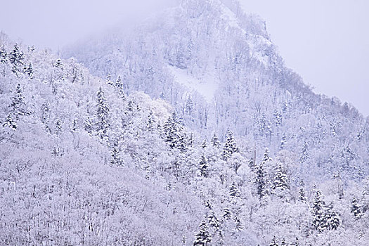 积雪,山,温泉,胜地,近郊,札幌,北海道,日本