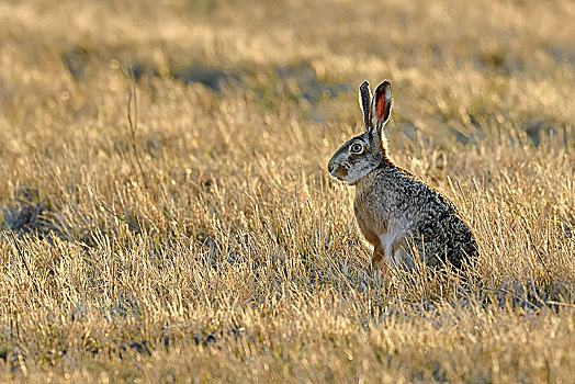 欧洲野兔,坐,草地,新希德尔湖,国家公园,布尔根兰,奥地利,欧洲