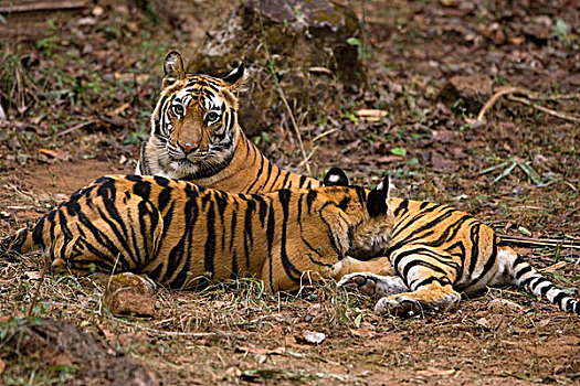 孟加拉虎,虎,幼兽,哺乳,班德哈维夫国家公园,中央邦,印度
