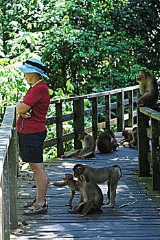 malaysia,borneo,sepilok,tourist,with,southern,pig-tailed,macaque,macaca,nemestrina,adult,female,baby,in,primary,rainforest